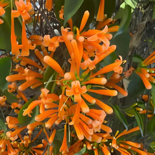 Live Golden Shower Vine Plant with yellow flowers – SeedBeej.pk