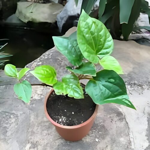 Healthy Paan Vine (Betel Leaf Plant) with glossy green leaves – SeedBeej.pk
