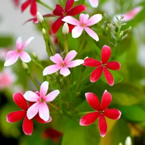 Rangoon Creeper (Jumka Bail) flowering vine with red and pink blooms – SeedBeej.pk