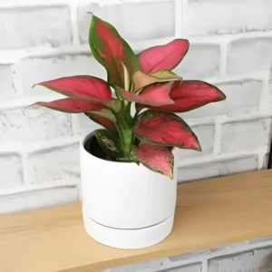 Aglaonema Pink (Chinese Evergreen – Decorative Indoor Plant)