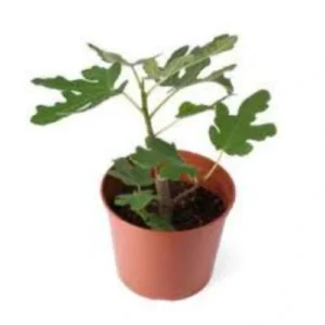 Turkish White Fig
