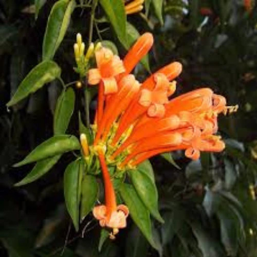 Live Golden Shower Vine Plant with yellow flowers – SeedBeej.pk