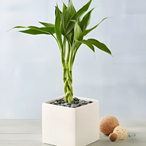 Healthy indoor lucky bamboo with green twisted stalks – perfect for gift or home use
