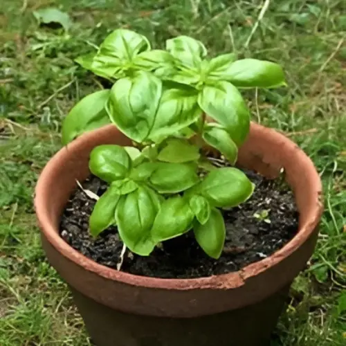 Healthy basil plant with broad green leaves growing in a sunlit balcony pot in Pakistan