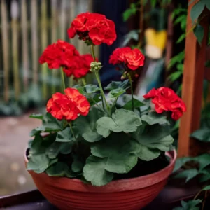 Geranium flowers grown from premium seeds in Pakistan