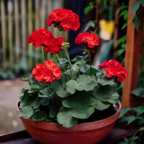 Geranium flowers grown from premium seeds in Pakistan