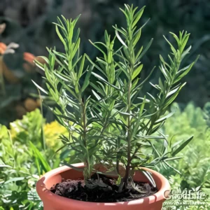 Fresh rosemary plant growing from seeds in a garden – SeedBeej.pk