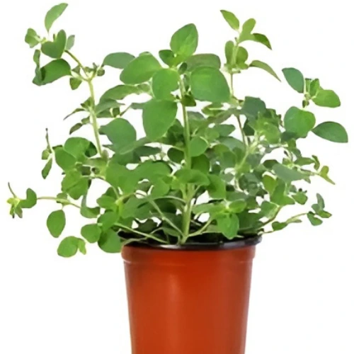 Mature oregano plant with green aromatic leaves grown in Pakistani garden or balcony