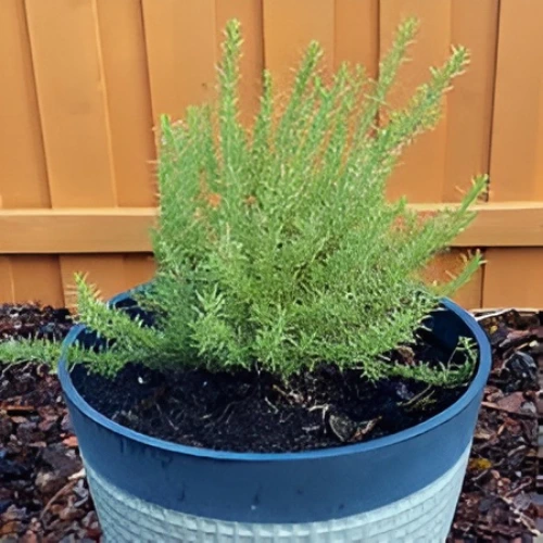Rosemary Plant