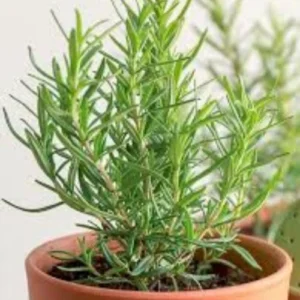 Rosemary Plant