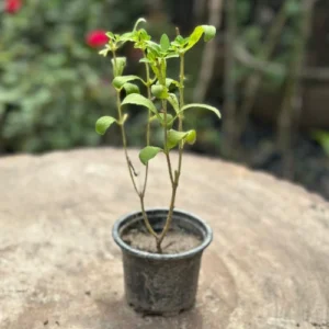 Fresh stevia plant for home garden in Pakistan – natural sugar alternative