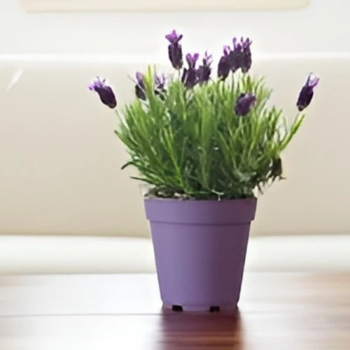 lavender Plant
