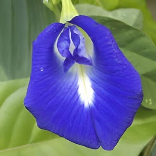 Butterfly pea blue flowers blooming from seeds in Pakistani garden