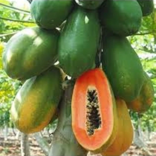 Hybrid papaya seeds Red Lady F2 for home gardens in Pakistan – SeedBeej.pk