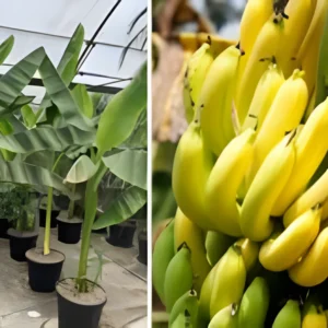 Healthy N1 Banana Plant with green leaves – Pakistan gardening
