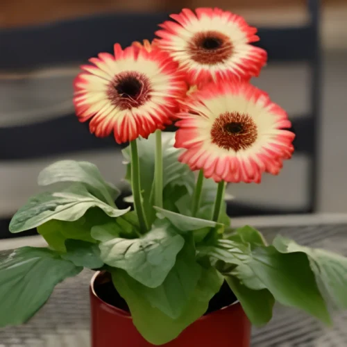 Gerbera Flower Hybrid F1 Seeds (10 Seeds)