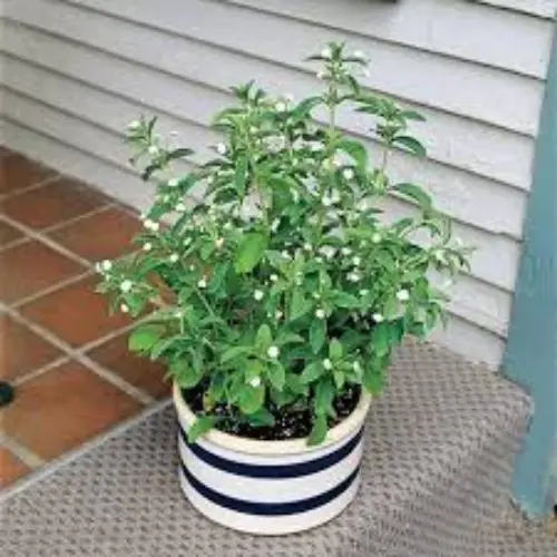 Stevia Plant