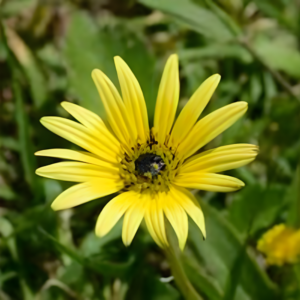 Arctotis Flower Mix Seeds (approx.20 seeds)