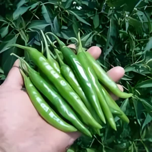 Chilli Seed Hybrid F1 plant with glossy red chillies in Pakistan