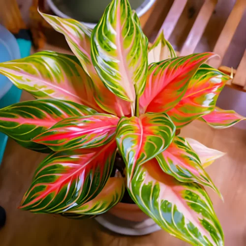 Healthy Aglaonema Red Sunset plant in decorative pot – 2.5 feet tall