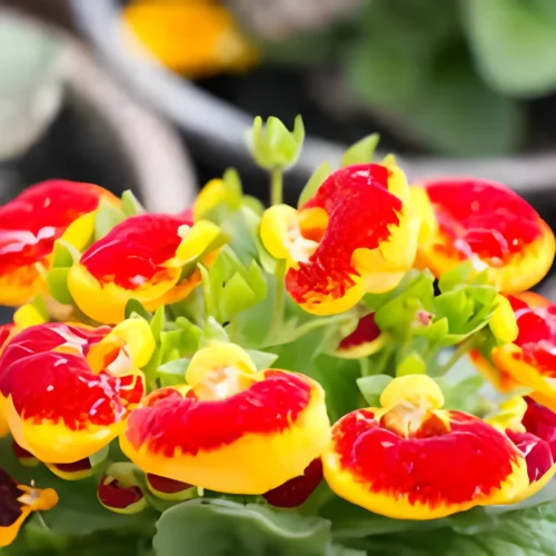 Calceolaria (Slipper flowers) Hybrid F1 Seeds (10 Seeds)