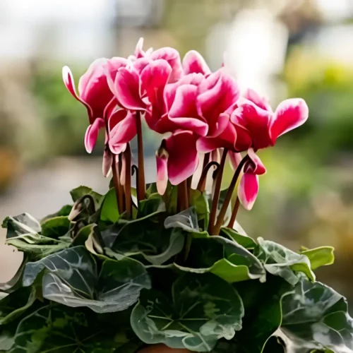 Cyclamen mix colour flowers blooming in a home garden – SeedBeej.pk