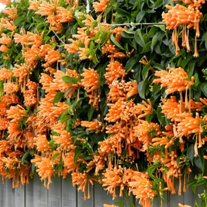 Live Golden Shower Vine Plant with yellow flowers – SeedBeej.pk