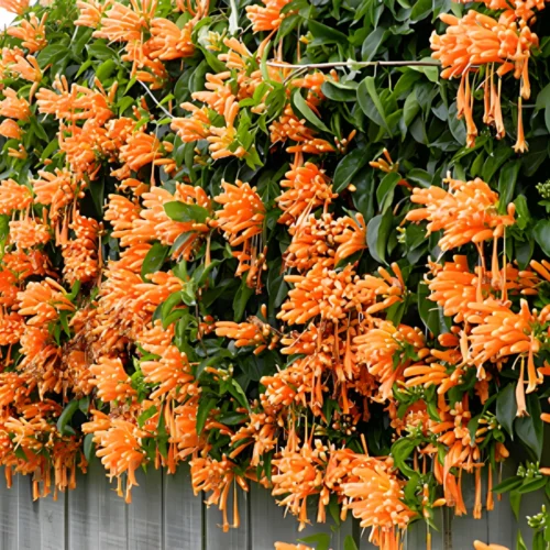 Live Golden Shower Vine Plant with yellow flowers – SeedBeej.pk