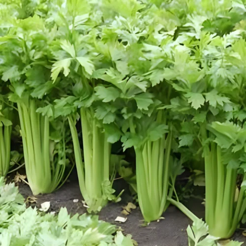 Premium celery seeds for home kitchen garden in Pakistan