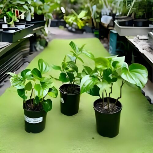 Betel Leaf (Bail) plant for home garden, 1–2 feet tall – SeedBeej.pk