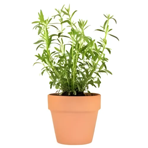 Healthy 2-year-old French tarragon herb plant in pot – ideal for kitchen gardens