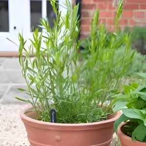 Tarragon herb plant
