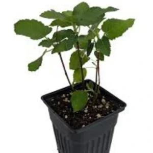 Buy Turkish White Fig Plant with sweet white figs online in Pakistan – SeedBeej.pk