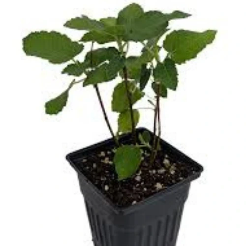 Buy Turkish White Fig Plant with sweet white figs online in Pakistan – SeedBeej.pk
