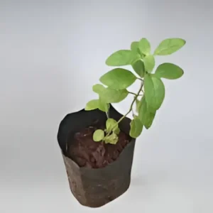 Stevia Plant