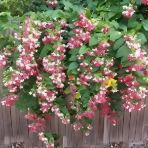 Healthy Combretum indicum plant in pot for home garden – SeedBeej.pk