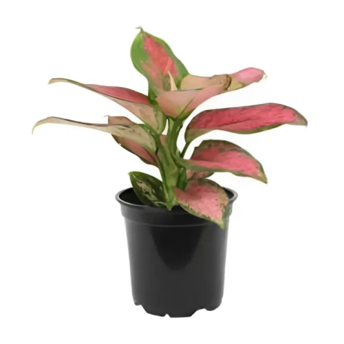 Close-up of pink and green Aglaonema leaves – stylish foliage for home interiors