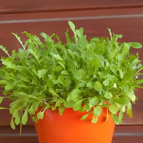 how-to-grow-rocket-in-pots- (1)