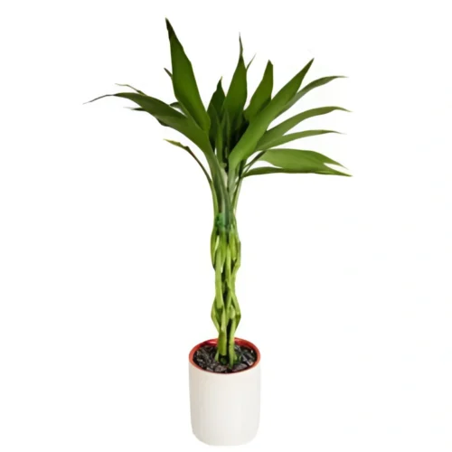 Braided lucky bamboo plant with 3 stalks in glass vase – 2 feet tall