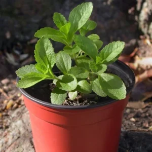 Stevia Plant
