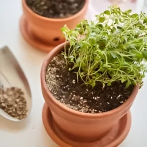 Thyme Plant