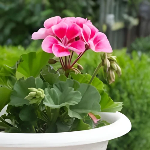 Geranium Flower Hybrid F1 Seeds (10 Seeds)
