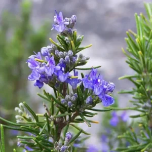 Rosemary Plant