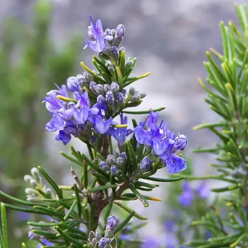 Rosemary Plant
