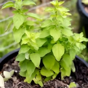 Oregano Plant