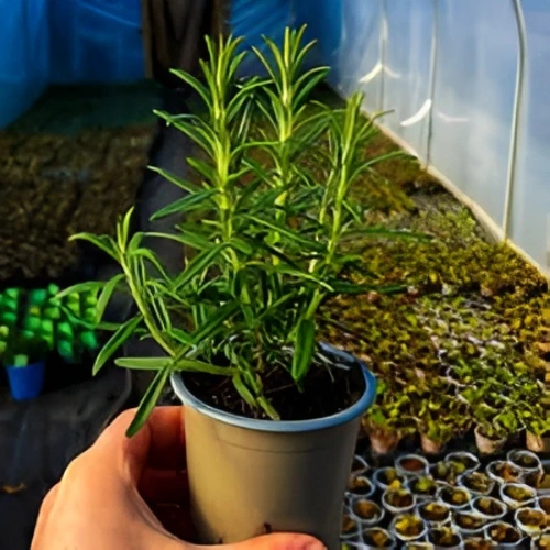 Rosemwry Plant