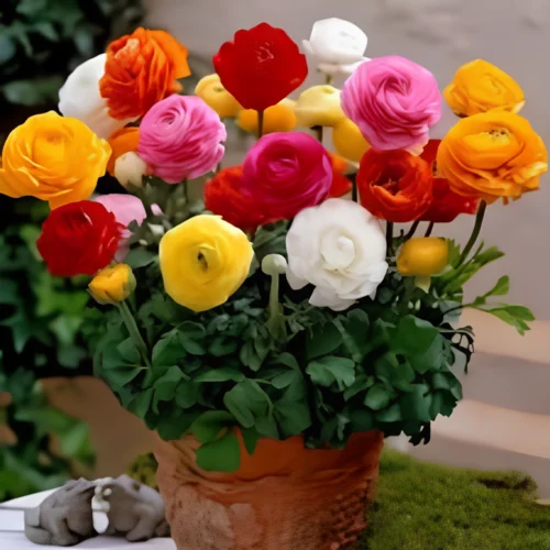 Ranunculus flower in full bloom – SeedBeej.pk