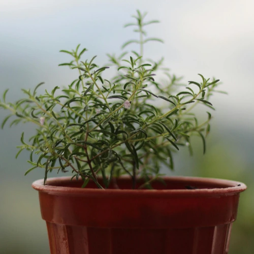 Rosemary Plant