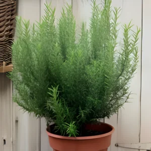 Rosemary seeds (20 Seeds)