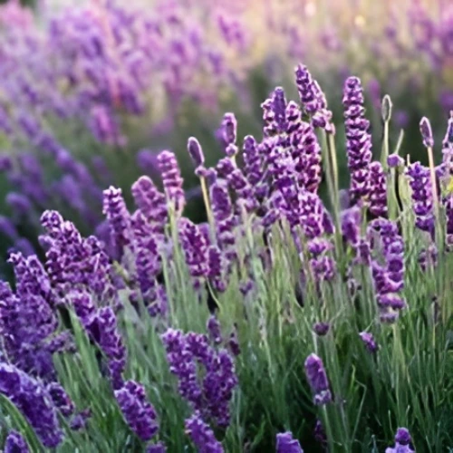 Lavender plant in bloom with purple flowers grown in Pakistani home garden